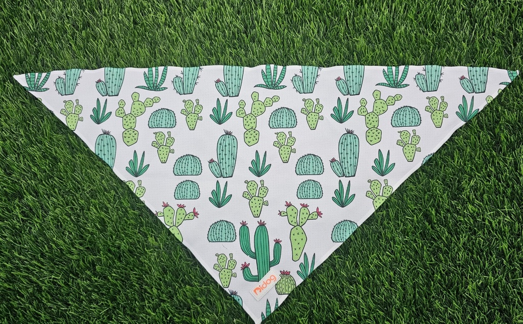 Bandana Cactus