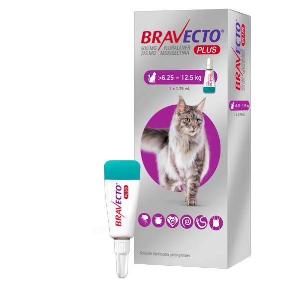Bravecto Plus Gatos 6,25 - 12,5kg