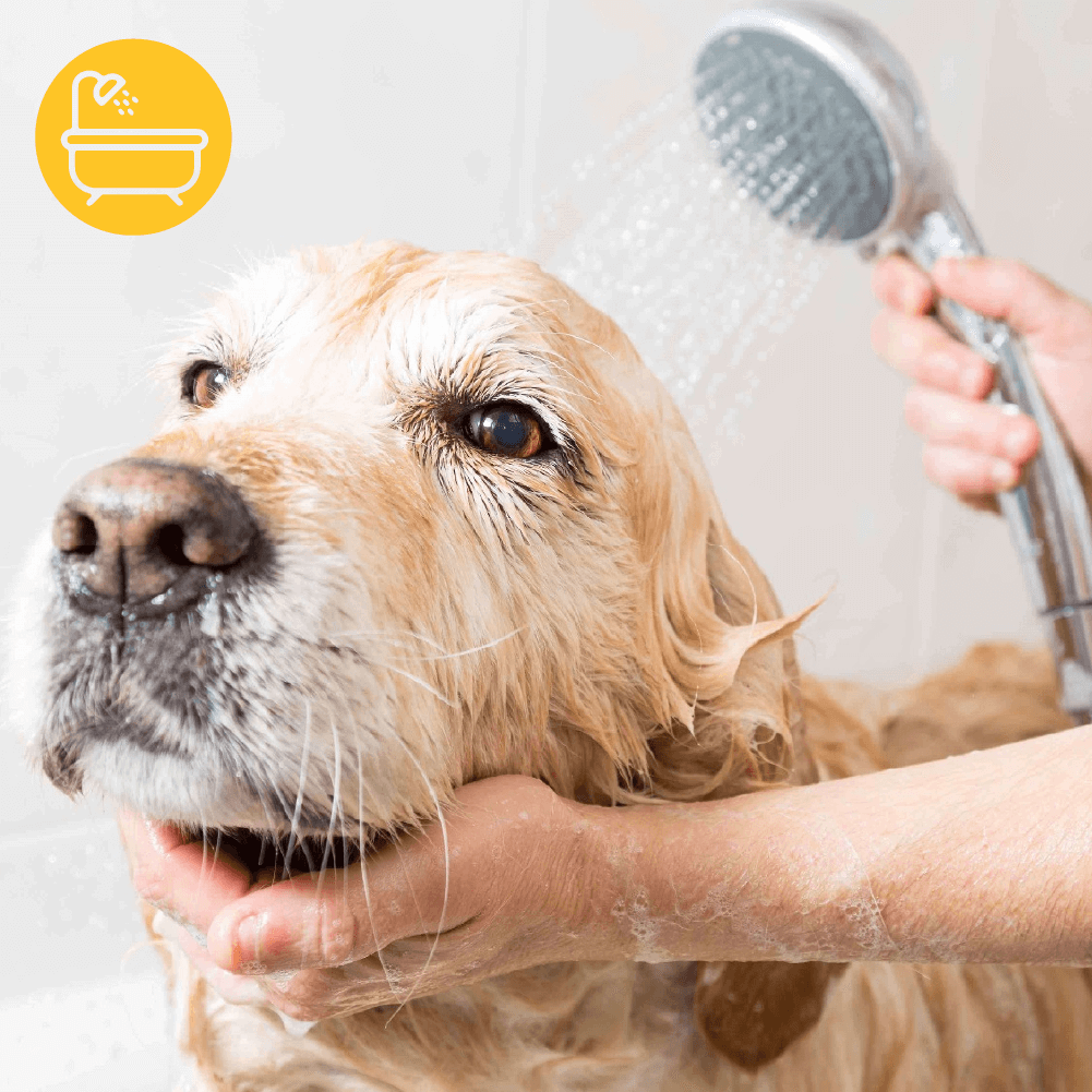 Lavado Perro XXL