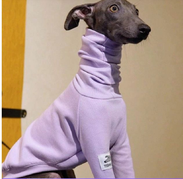 CAMISETA INTERIOR CALIDA PARA MASCOTAS COLOR MORADO TALLAS VARIAS DESDE LA L A 3XL