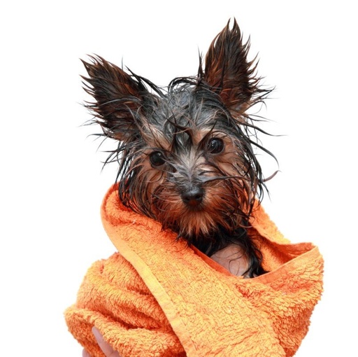 [1604] Lavado Perro S