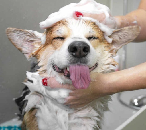 [1602] Lavado Perro M